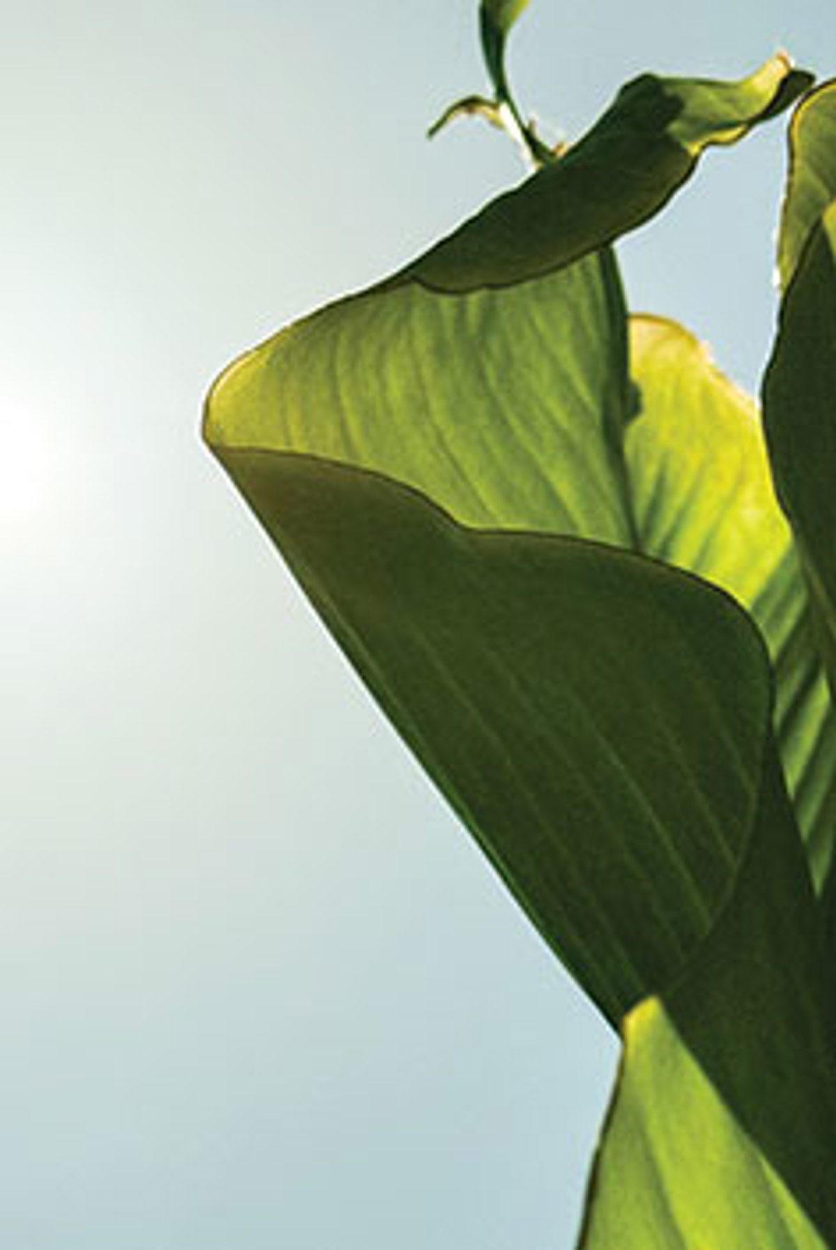 Granada Luxury Belek Galeri 6